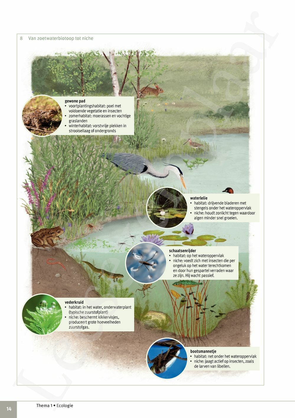 Preview: Focus Biologie 4.2 Leerwerkboek (incl. Pelckmans Portaal)